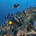 angelfish_king_gor_h_0039_ecu1546.jpg